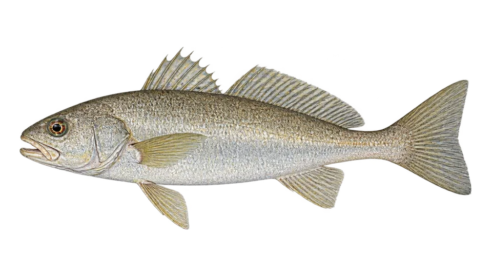 Scientific illustration of Armed croaker