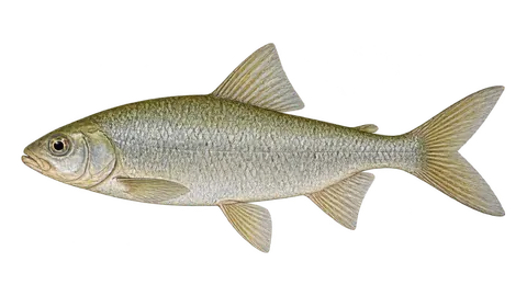 Illustration of Carp headstander