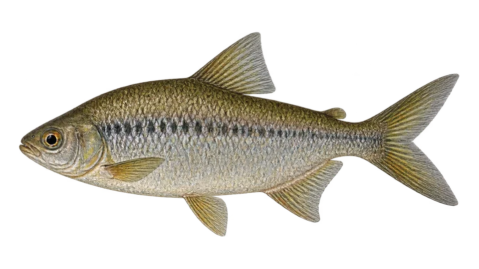 Scientific illustration of Branquinha-do-Maracaibo