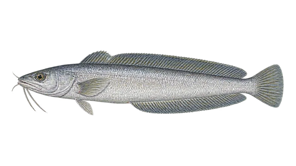 Scientific illustration of Pacific bearded brotula