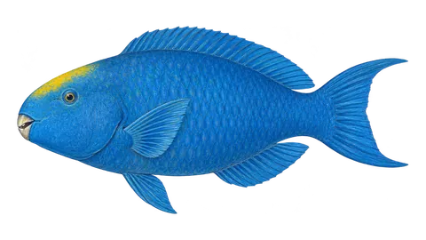 Illustration of Blue parrotfish