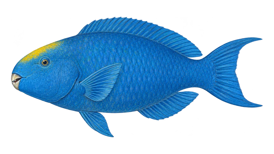 Scientific illustration of Blue parrotfish