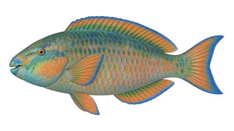 Illustration of Rainbow parrotfish
