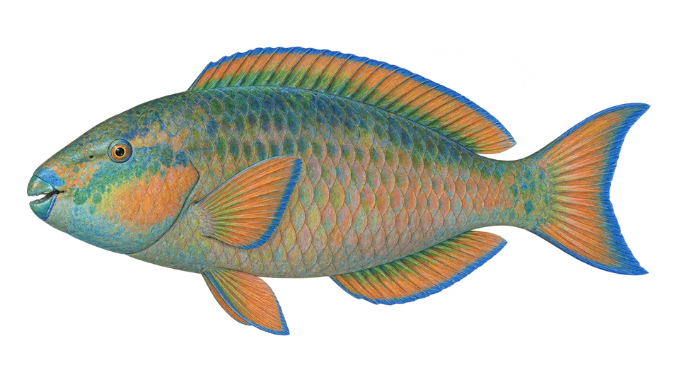 Scientific illustration of Rainbow parrotfish