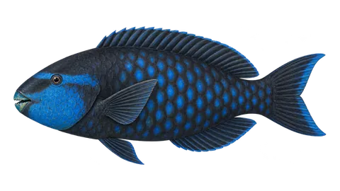 Illustration of Midnight parrotfish
