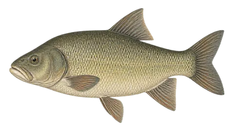 Ilustración de Búfalo-de-boca-grande