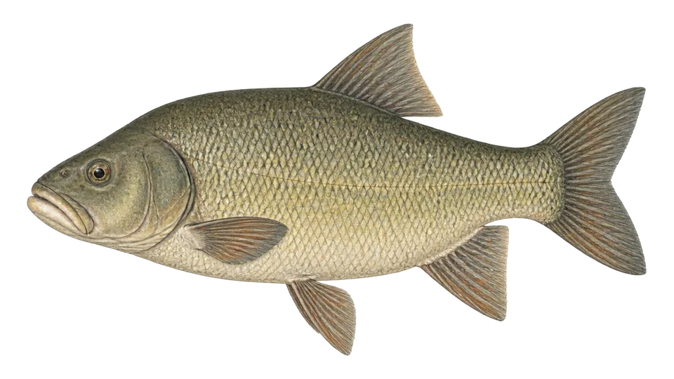 Ilustración científica de Búfalo-de-boca-grande