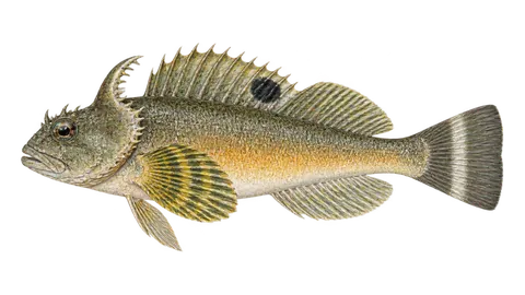Illustration of Pacific staghorn sculpin