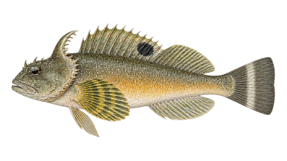 Scientific illustration of Pacific staghorn sculpin