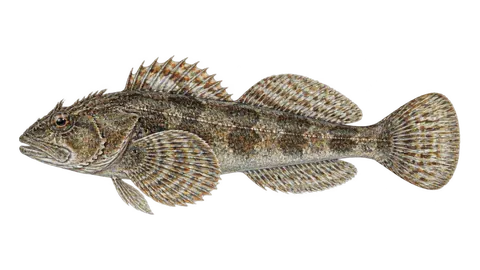 Illustration of Roughback sculpin
