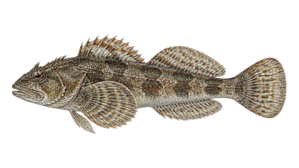 Scientific illustration of Roughback sculpin
