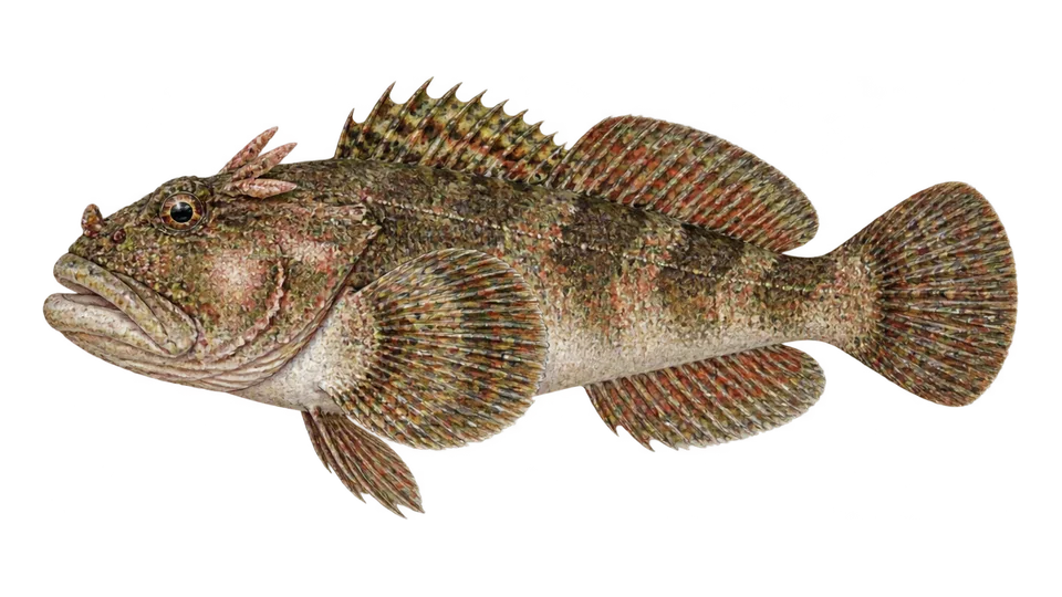 Ilustración científica de Cabezón