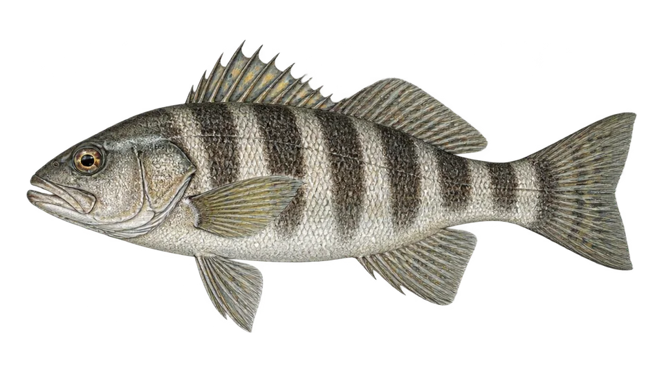 Scientific illustration of Barred sand bass