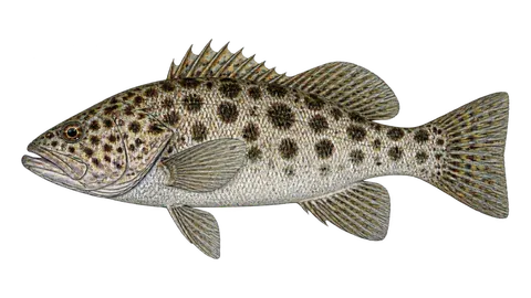 Illustration of Spotted sand bass