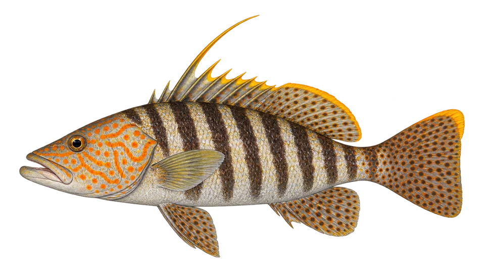 Scientific illustration of Parrot sand bass