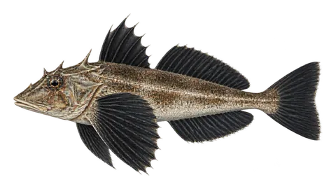 Ilustración de Rubio aletinegra