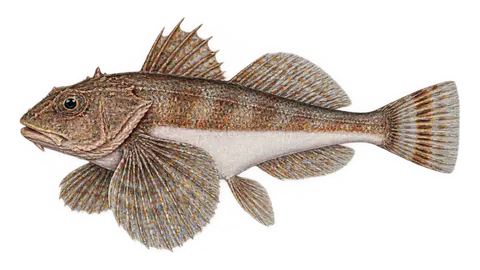 Ilustración de Rubio cabro