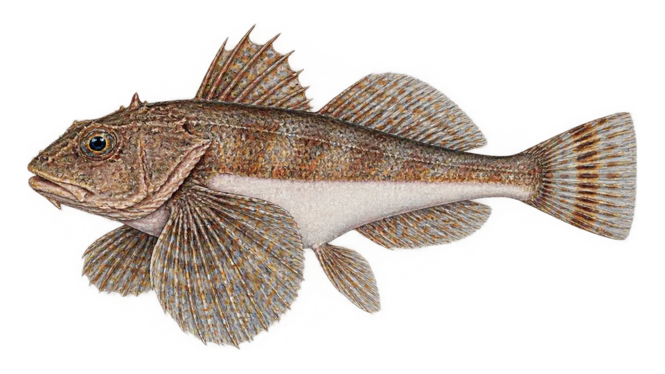 Scientific illustration of Naked-belly searobin