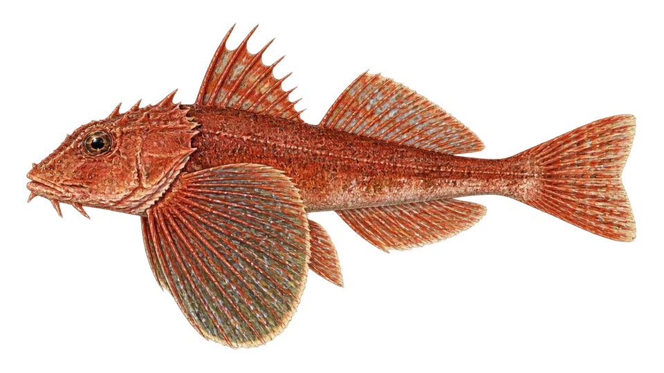 Scientific illustration of Red searobin