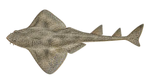 Ilustración de Angelote