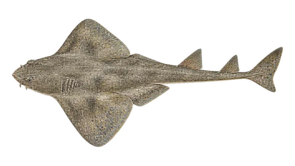 Scientific illustration of Pacific angelshark