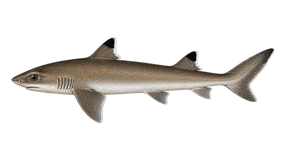 Scientific illustration of Shortnose spurdog