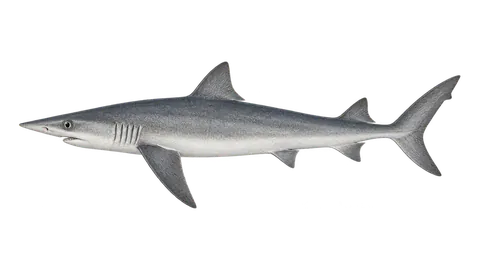 Illustration of Atlantic sharpnose shark