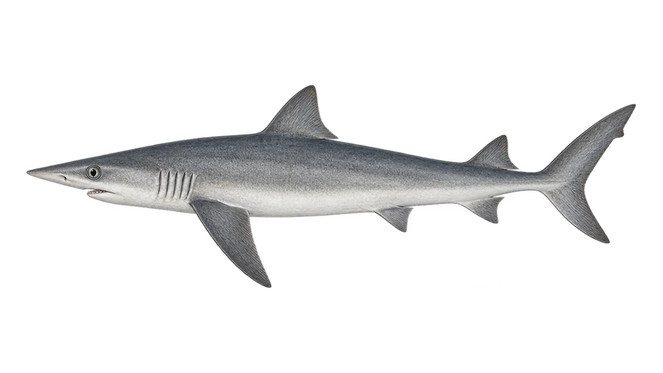 Scientific illustration of Atlantic sharpnose shark