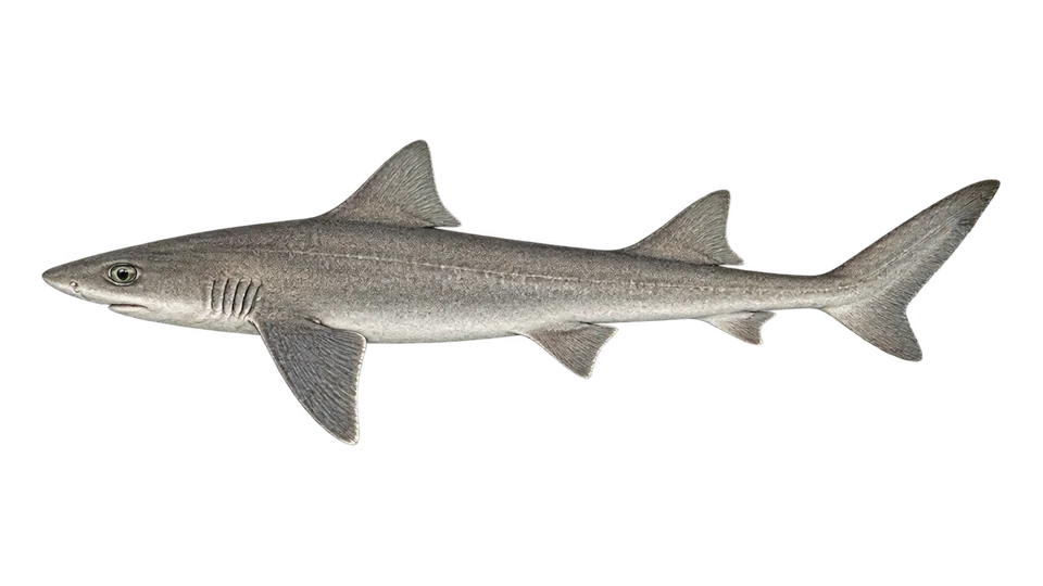Ilustración científica de Cazón gris