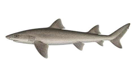 Illustration of Humpback smooth-hound