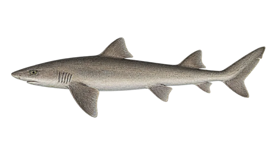 Scientific illustration of Humpback smooth-hound