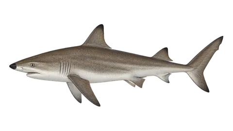 Illustration of Blacknose shark