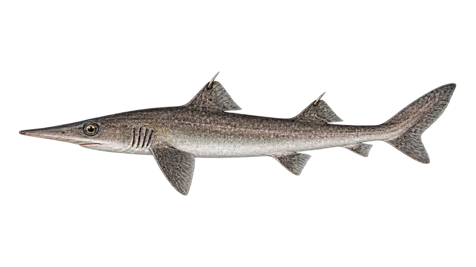 Scientific illustration of Longnose spurdog