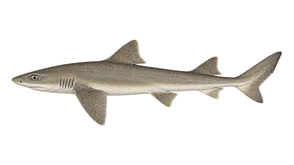 Scientific illustration of Smalleye smooth-hound