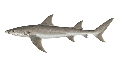 Illustration of Sicklefin smooth-hound