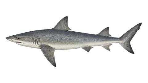 Illustration of Brazilian sharpnose shark