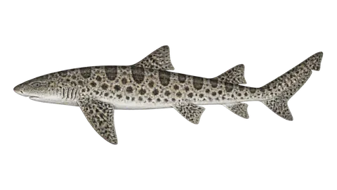 Ilustración de Tiburón leopardo