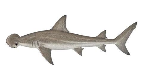 Illustration of Bonnethead