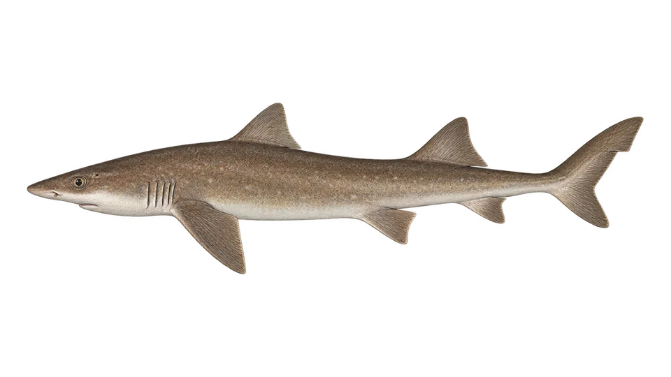 Scientific illustration of Brown smooth-hound