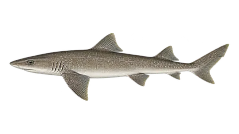 Illustration of Speckled smooth-hound