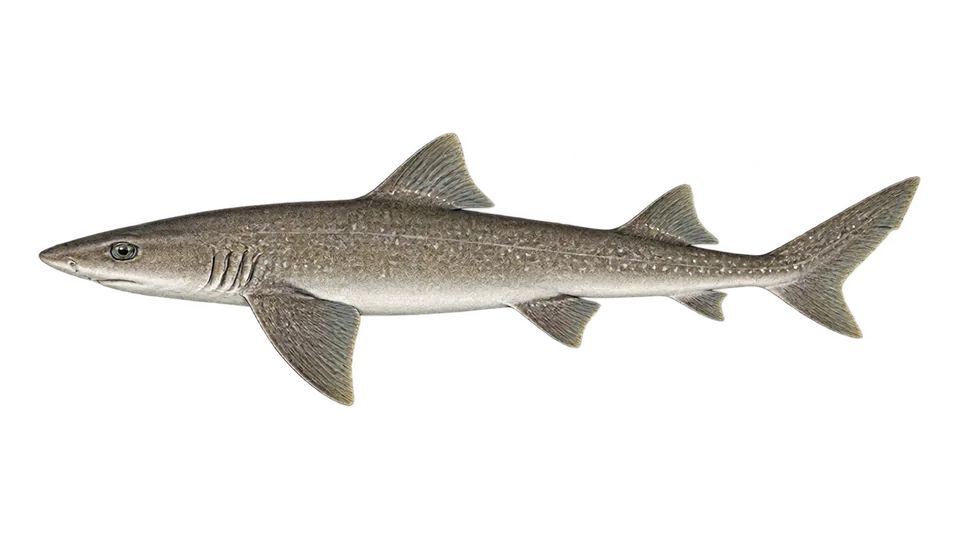 Scientific illustration of Speckled smooth-hound
