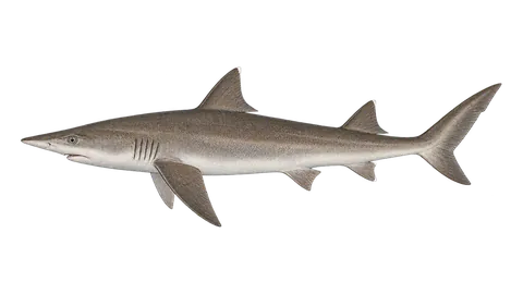 Illustration of Caribbean sharpnose shark
