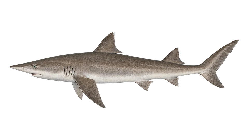 Scientific illustration of Caribbean sharpnose shark