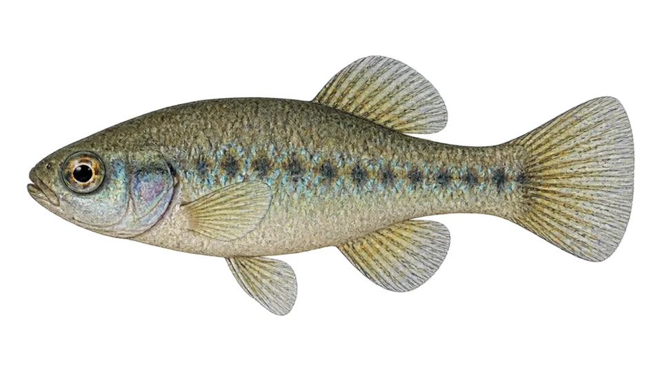 Scientific illustration of Potosi pupfish