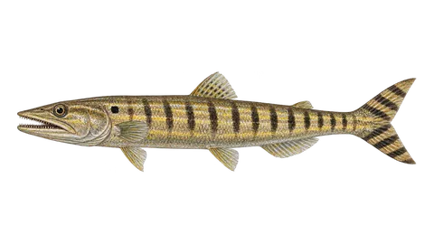Illustration of Sand diver