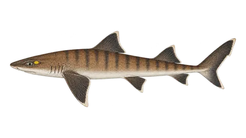 Ilustración de Gatuzo (canejo-malhado)