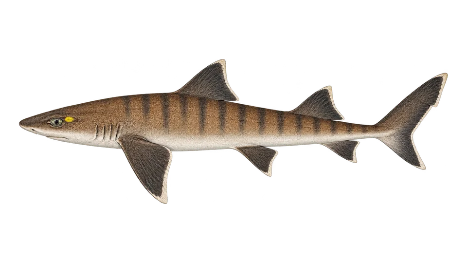 Scientific illustration of Striped smooth-hound