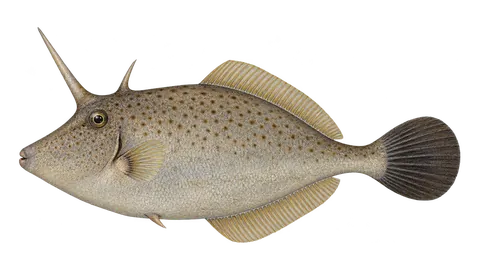 Ilustración de Lija barbuda