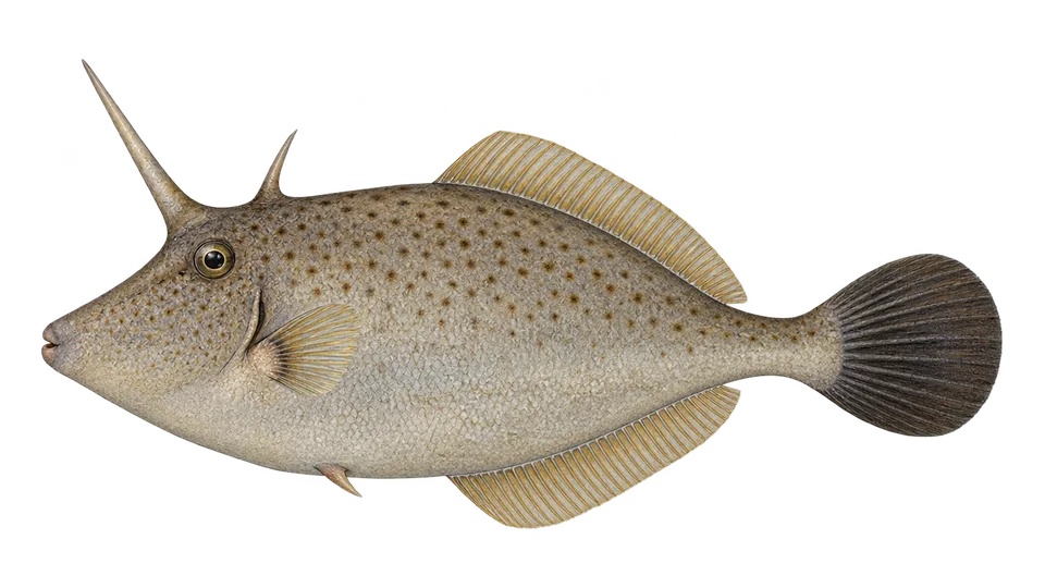 Scientific illustration of Unicorn leatherjacket filefish
