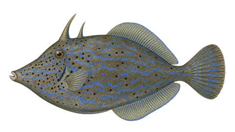 Illustration of Scrawled Filefish